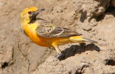 Orange Chat (Epthianura aurifrons)