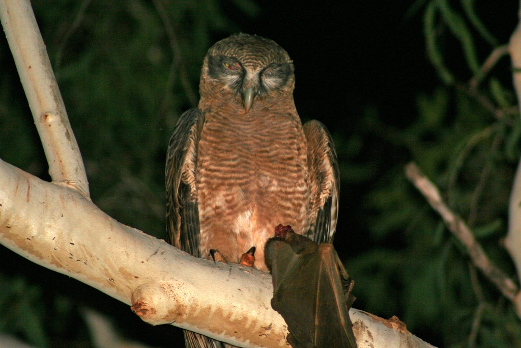 アカチャアオバズク (Ninox rufa)