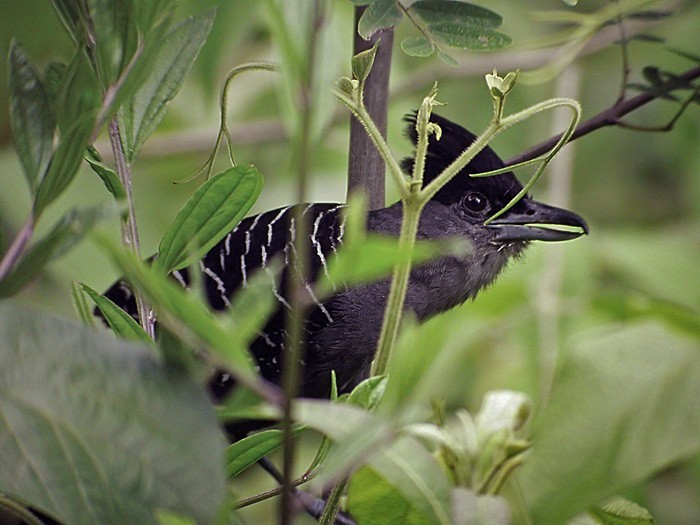 Giant Antshrike (Batara cinerea)