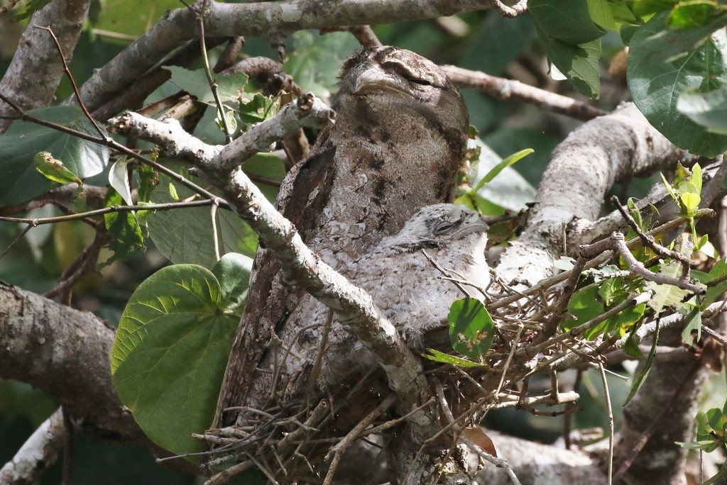 パプアガマグチヨタカ (Podargus papuensis)