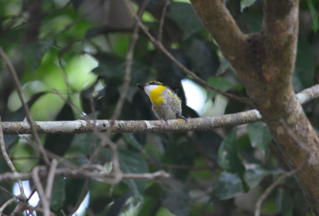 Yellow-breasted Boatbill (Machaerirhynchus flaviventer)