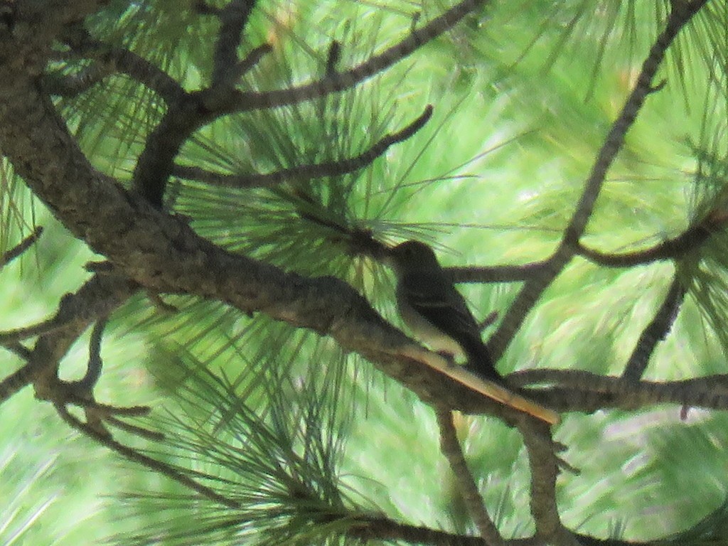 Empidonax flycatchers (Empidonax)