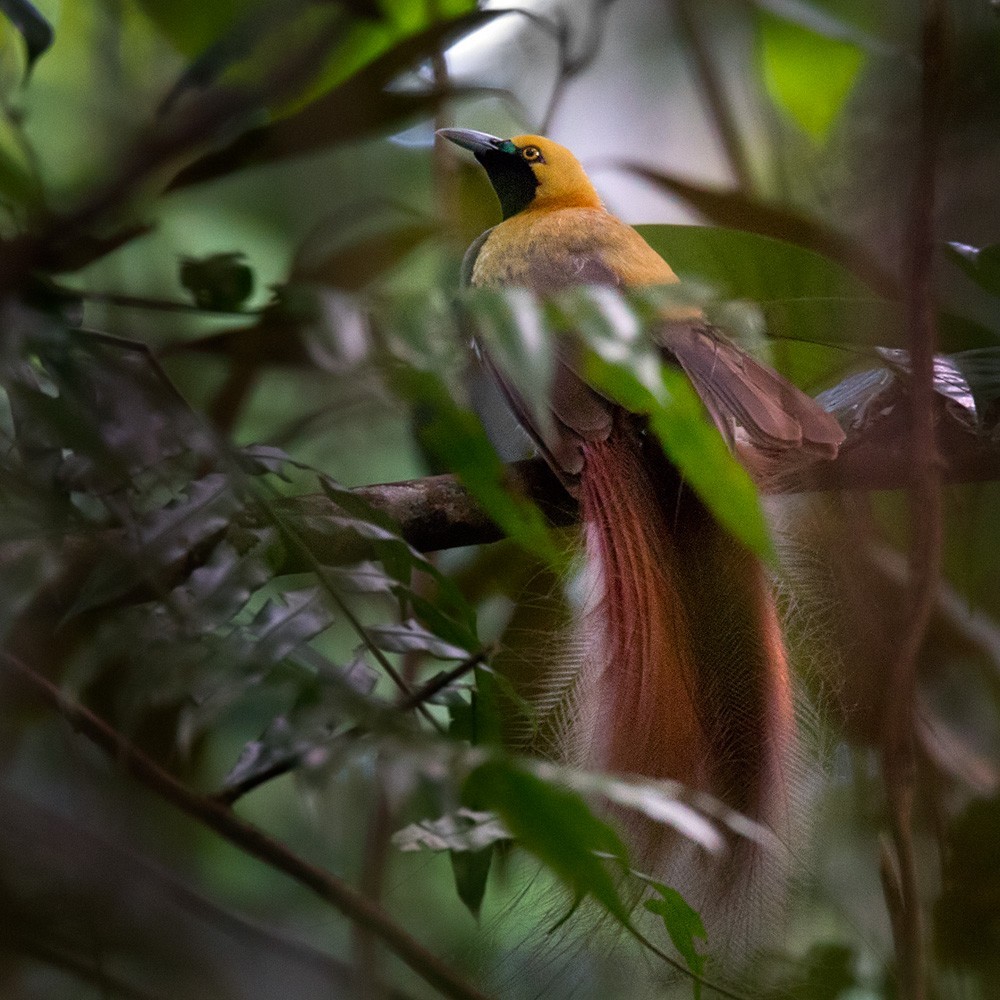 Ave-do-paraíso-de-peito-alfazema (Paradisaea decora)