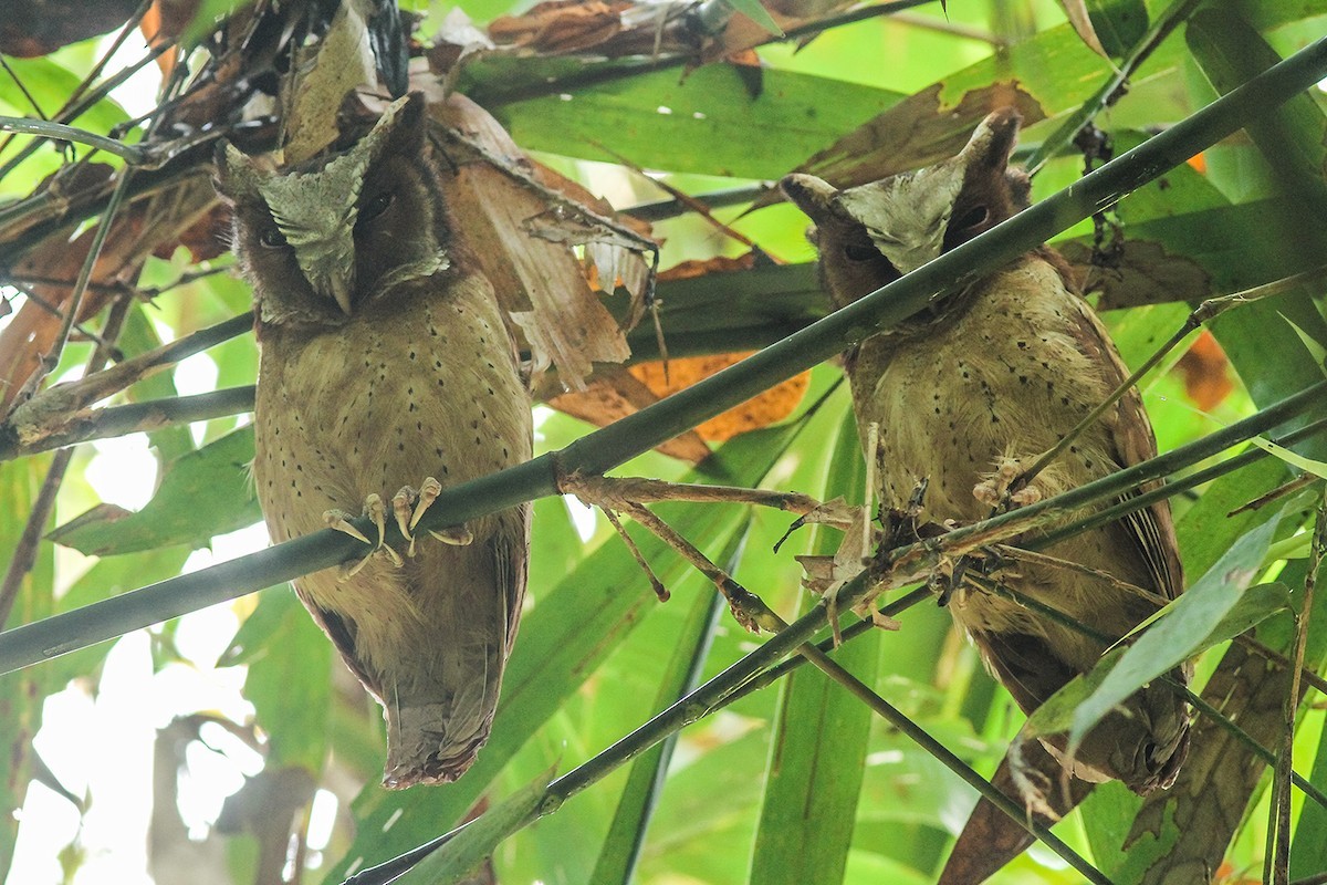 Petit-duc à front blanc (Otus sagittatus)
