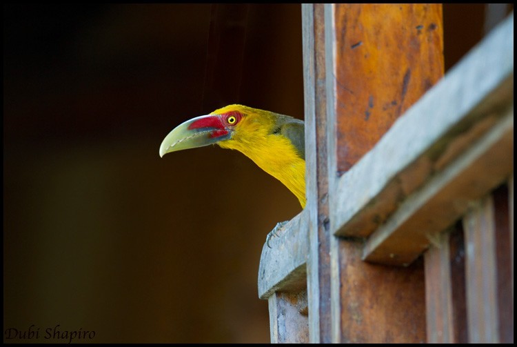 オウゴンチュウハシ (Pteroglossus bailloni)