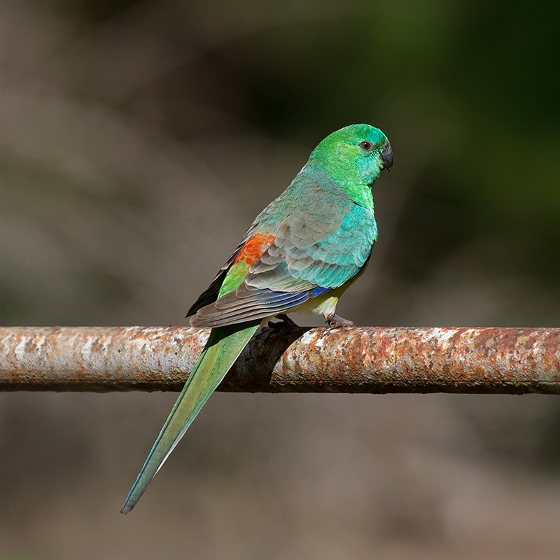 ビセイインコ (Psephotus haematonotus)