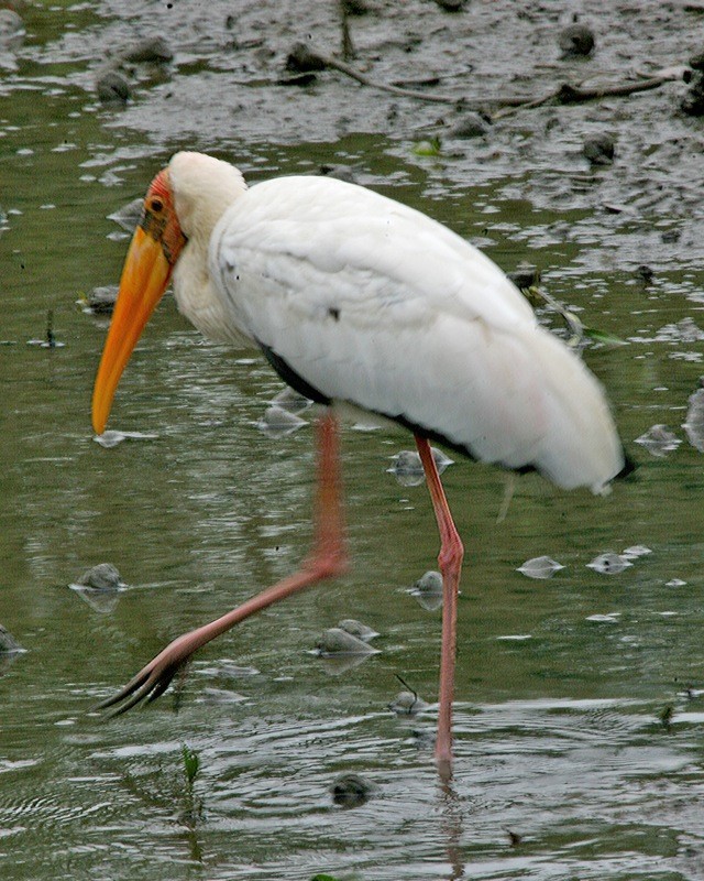 Milky Stork (Mycteria cinerea)