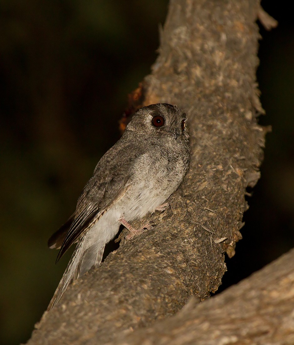 Owlet-nightjars (Aegotheles)