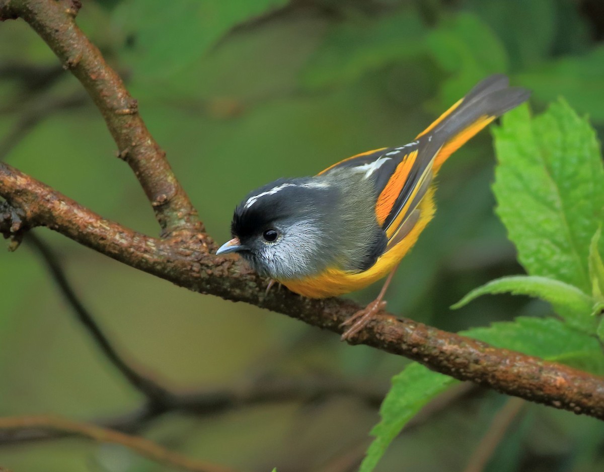 Fulvetta pettodorato (Lioparus chrysotis)