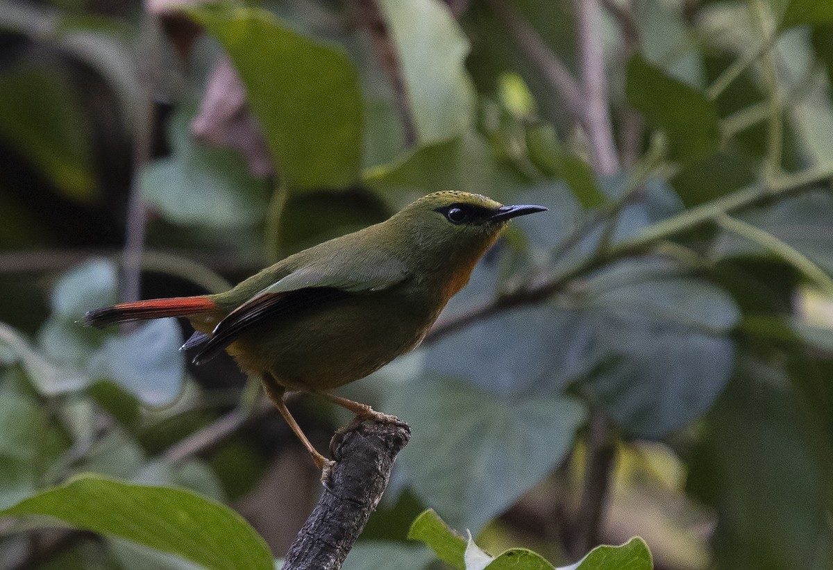 Myzorne queue-de-feu (Myzornis pyrrhoura)