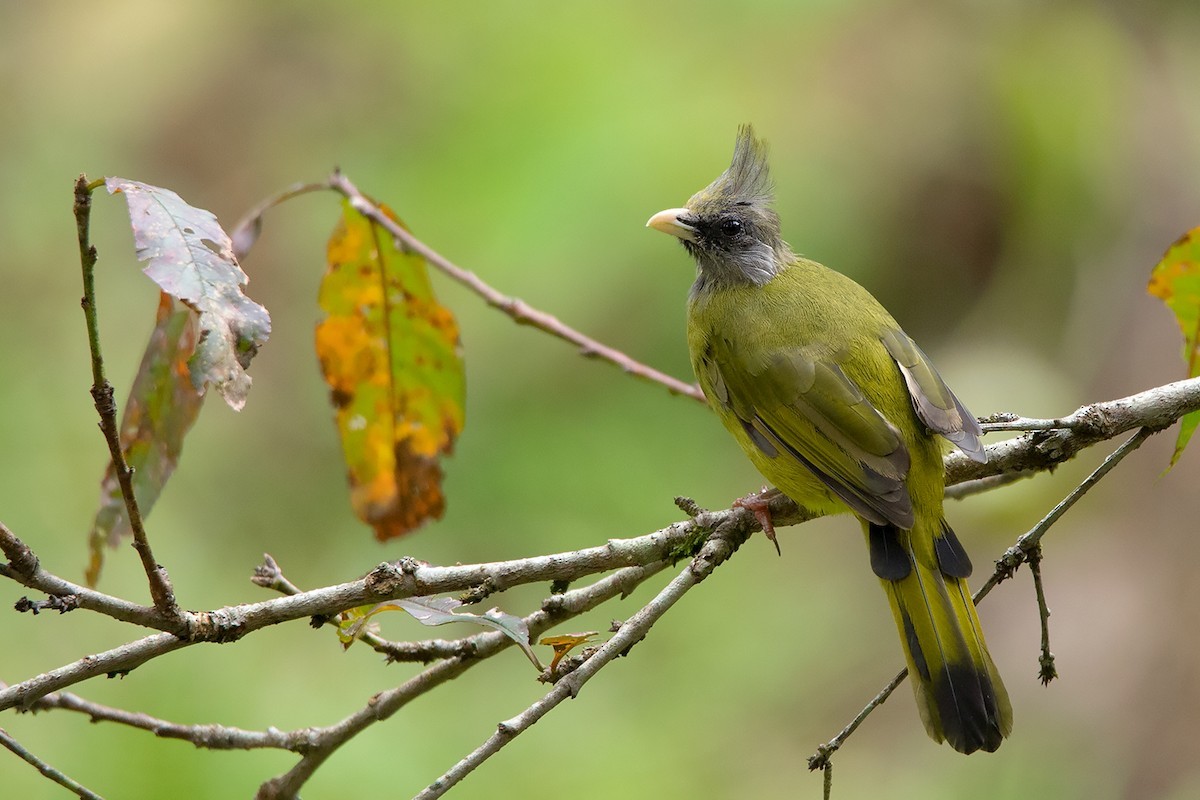 Spizixos canifrons (Spizixos canifrons)