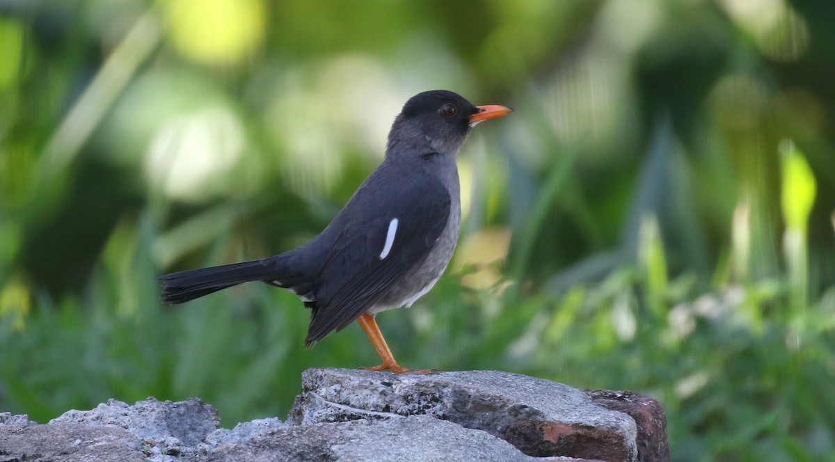White-chinned Thrush