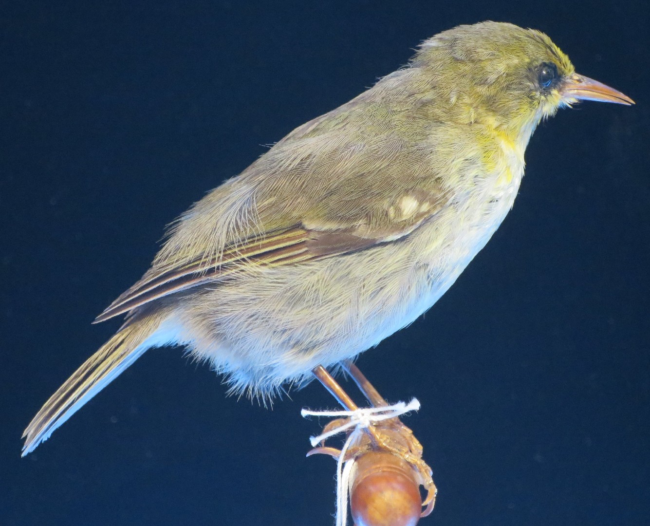 キバシリハワイミツスイ (Paroreomyza maculata)