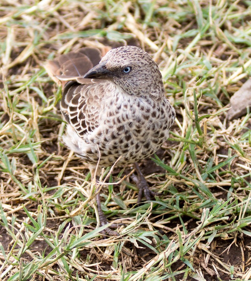 Tejedor colirrojo (Histurgops ruficauda)