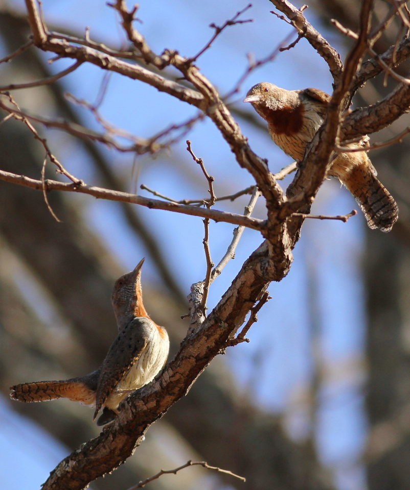 Wrynecks (Jynx)