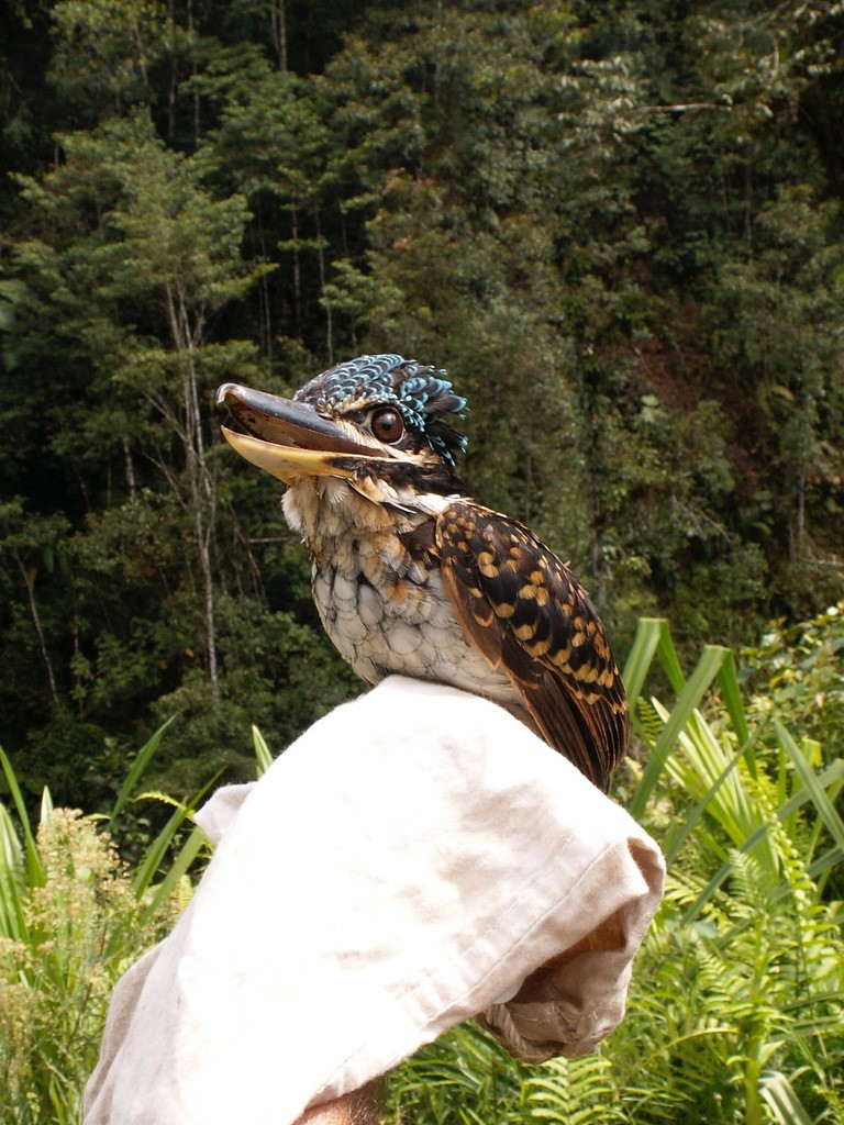 Martín cazador ganchudo (Melidora macrorrhina)