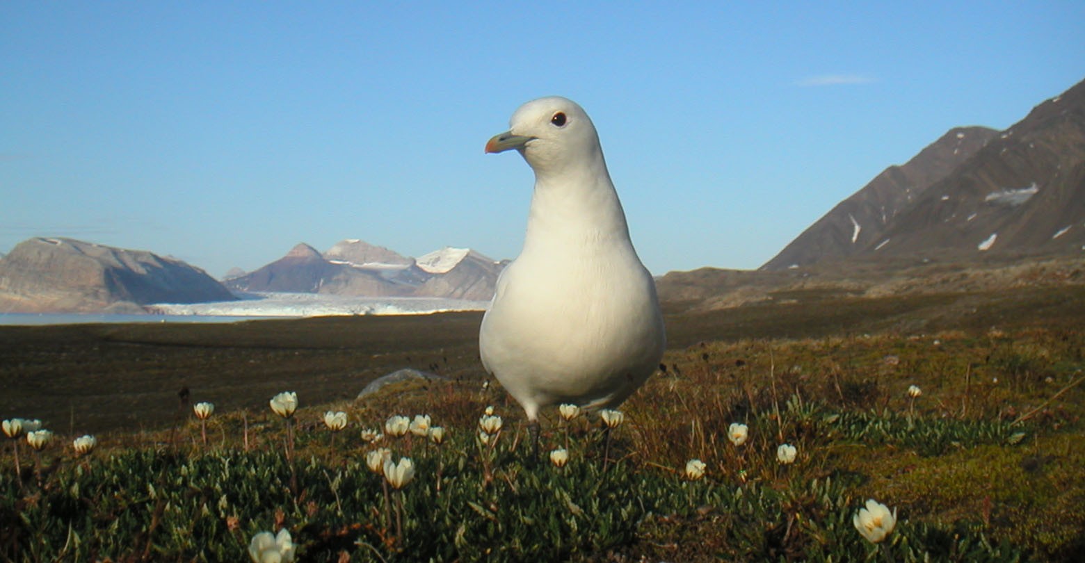 Mouette blanche (Pagophila eburnea)