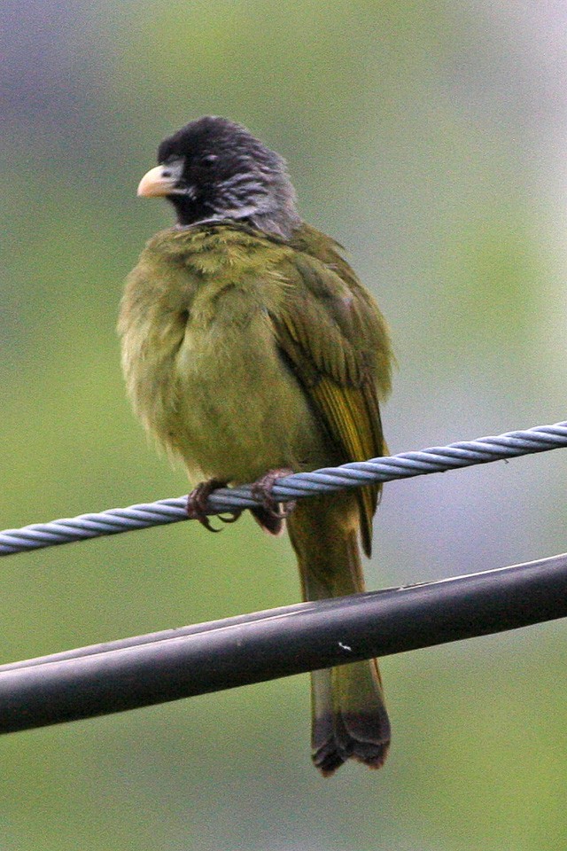 Collared Finchbill (Spizixos semitorques)
