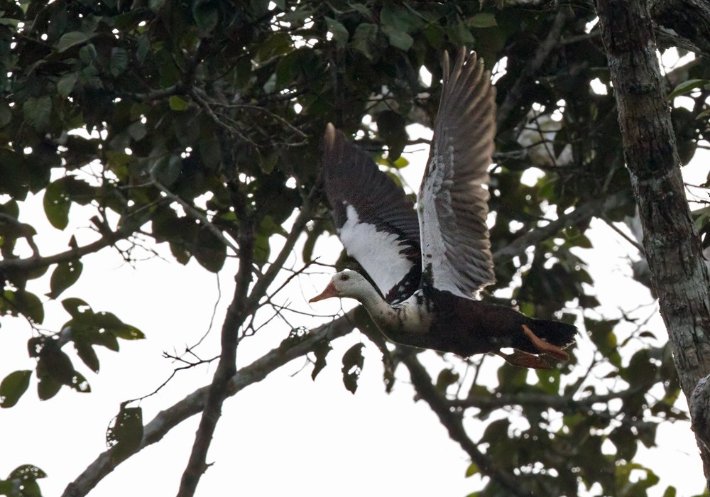 Pato de jungla (Asarcornis scutulata)