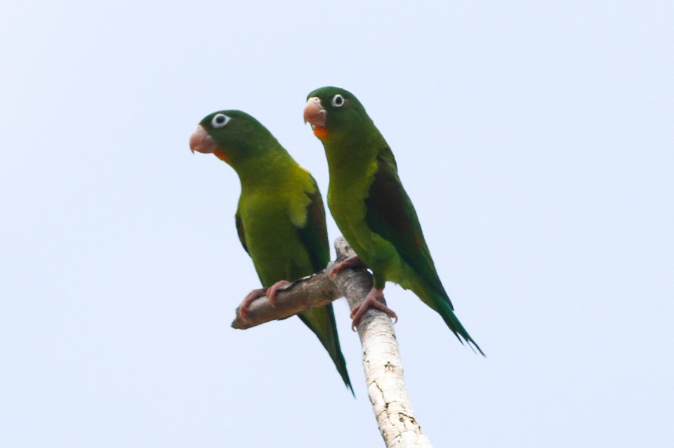 Оранжевогорлый тонкоклювый попугай (Brotogeris jugularis) - Picture Bird