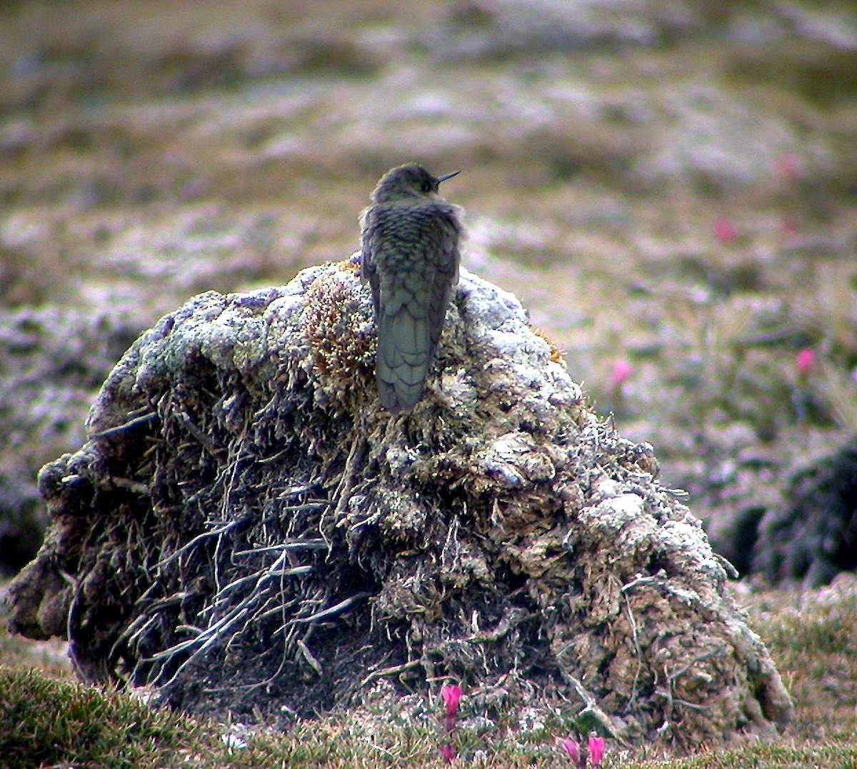 Braunglanzschwänzchen (Chalcostigma olivaceum)