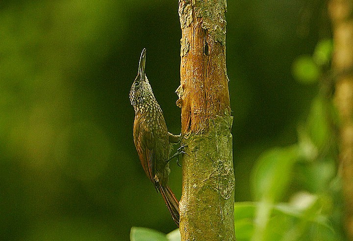 Thick-billed Streaked Woodcreepers (Xiphorhynchus)