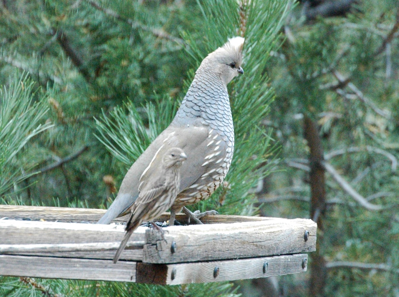 سمان مقشر × بوب وايت شمالي (Callipepla squamata)