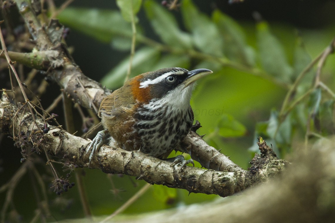 Taiwankruiplijster (Pomatorhinus musicus)