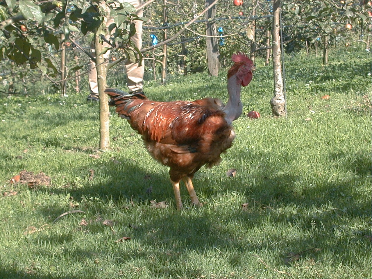 Gallus gallus domesticus 'Euskal Oiloa' (Gallus gallus domesticus 'Euskal Oiloa')