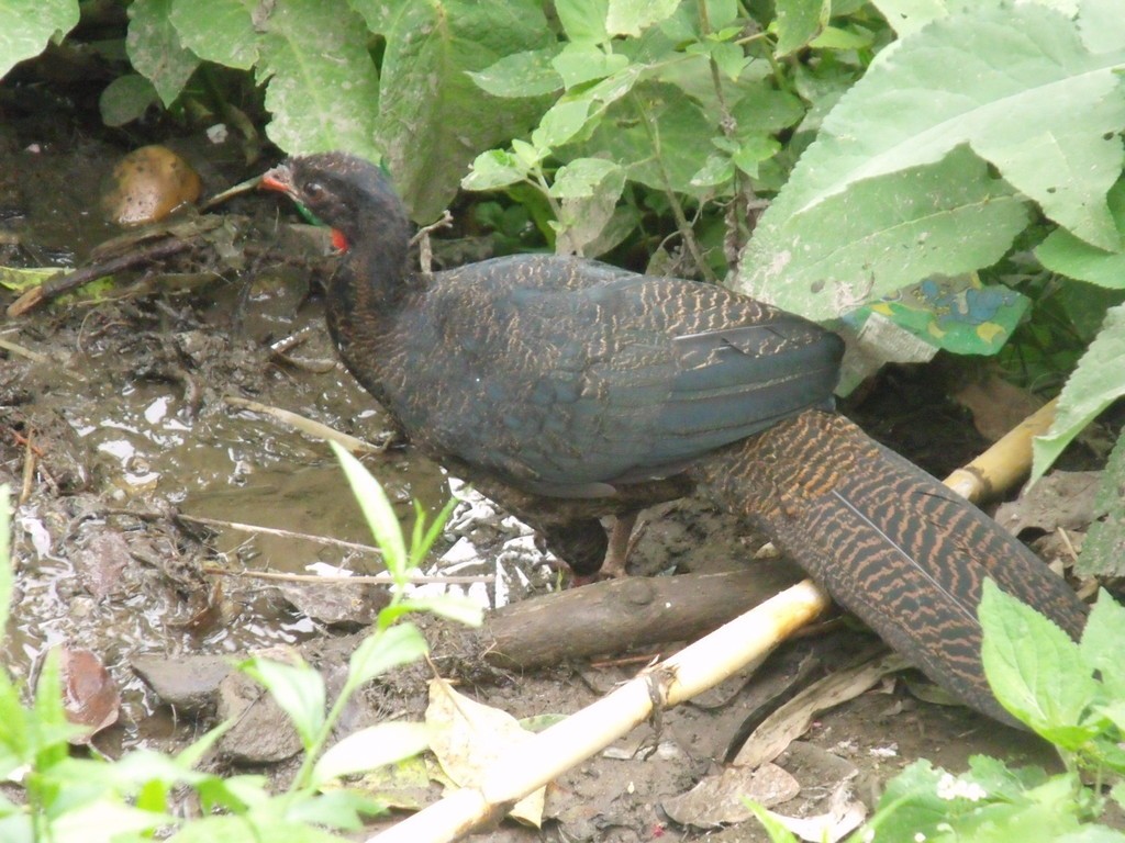 غوان الأعالي (Penelopina nigra)