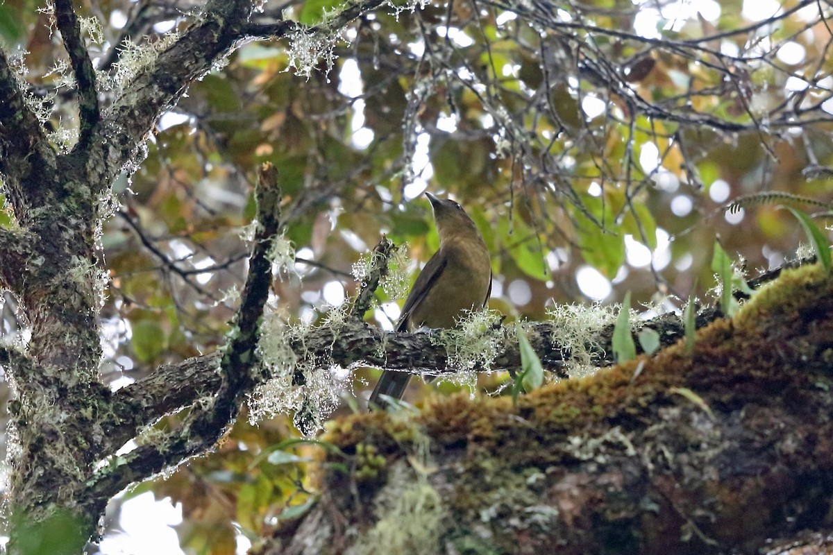 褐色園丁鳥 (Amblyornis inornata)