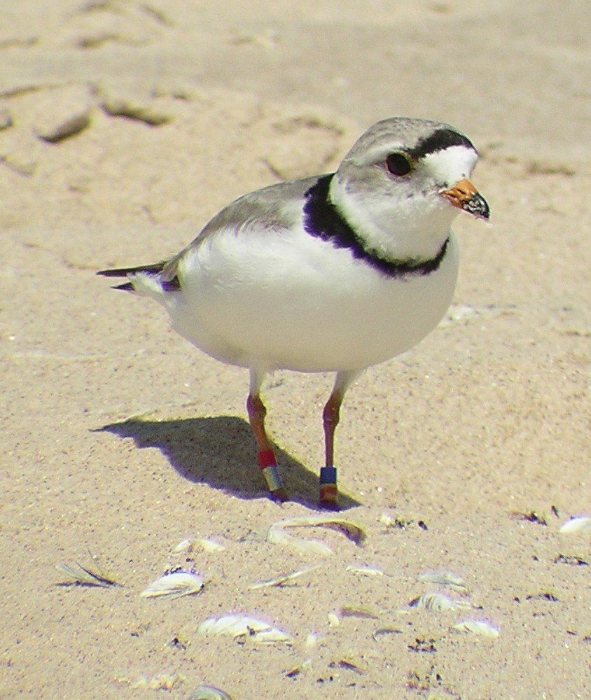 Желтоногий зуёк (Charadrius melodus)