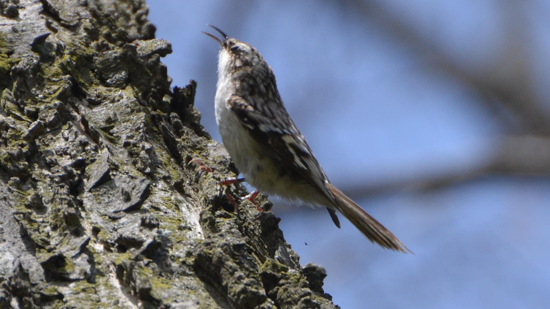 Американская пищуха (Certhia americana)