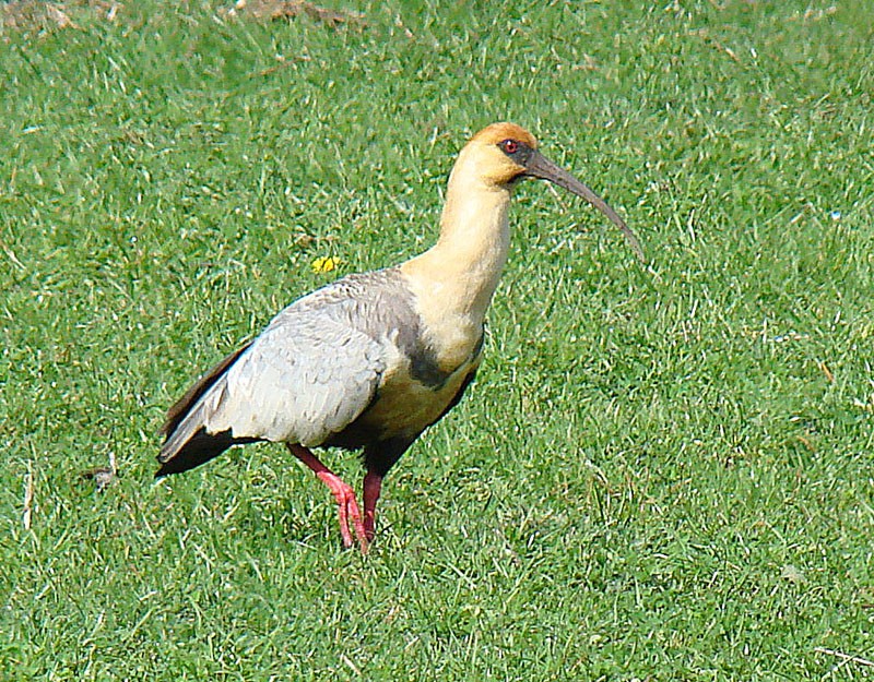 Ibis à face noire (Theristicus melanopis)