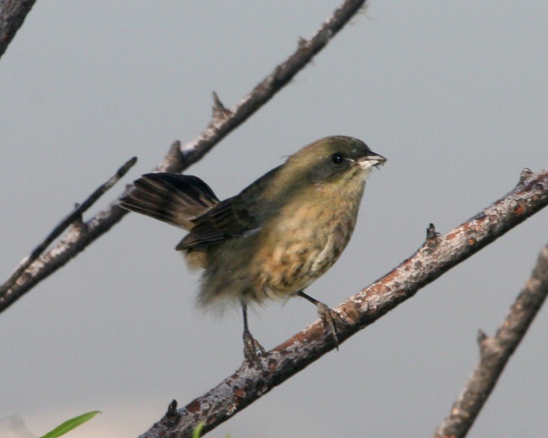Zwart-rosse Boomgors (Poospiza nigrorufa)