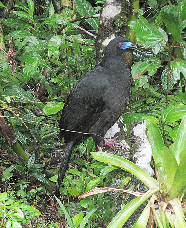 Black and Sickle-winged Guans (Chamaepetes)