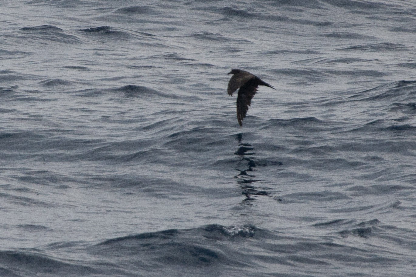 Jouanin's Petrel (Bulweria fallax)