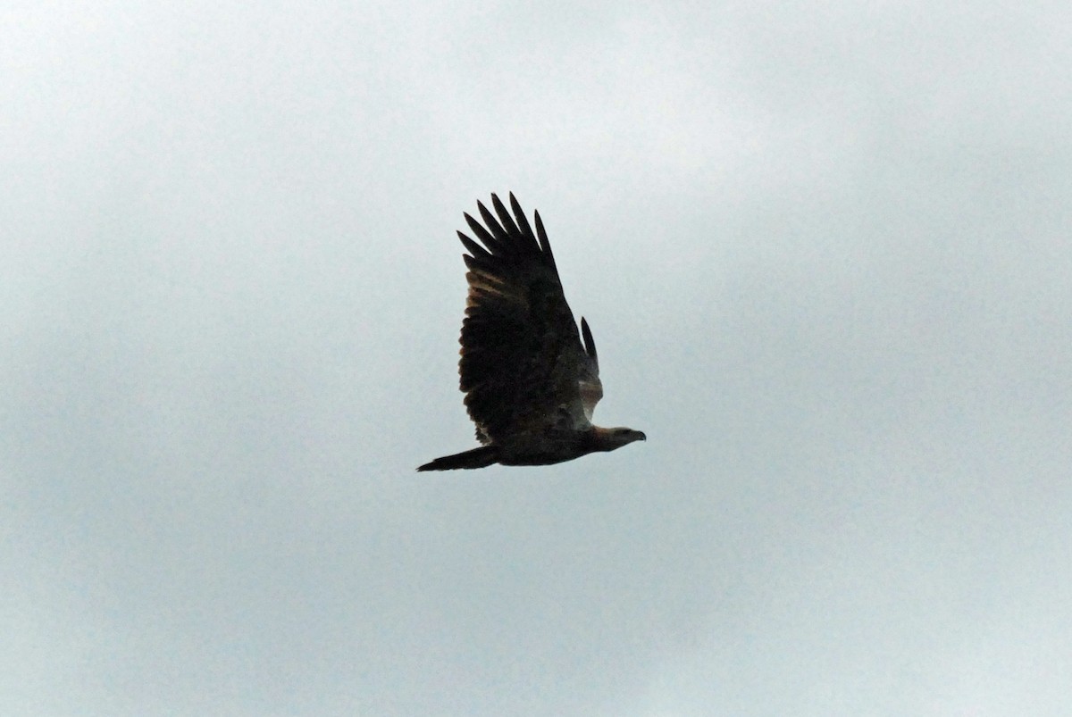 Sanford's Sea Eagle (Haliaeetus sanfordi)