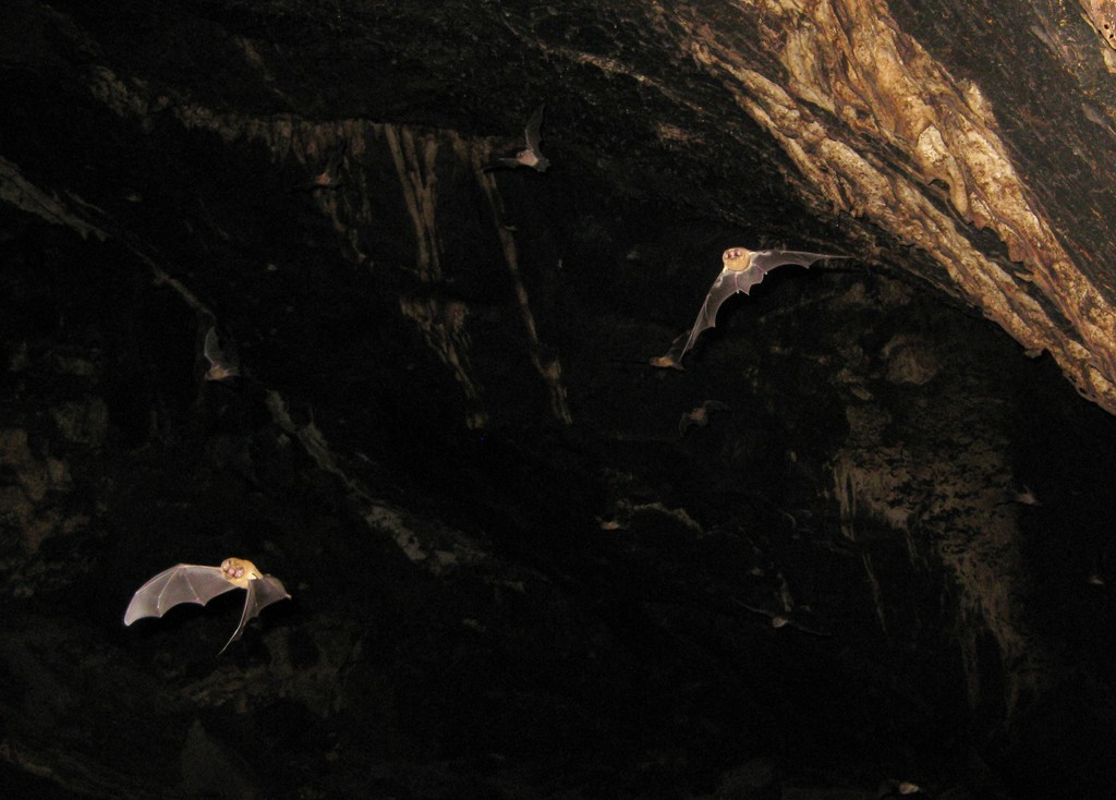 Ghost-faced bats (Mormoops)