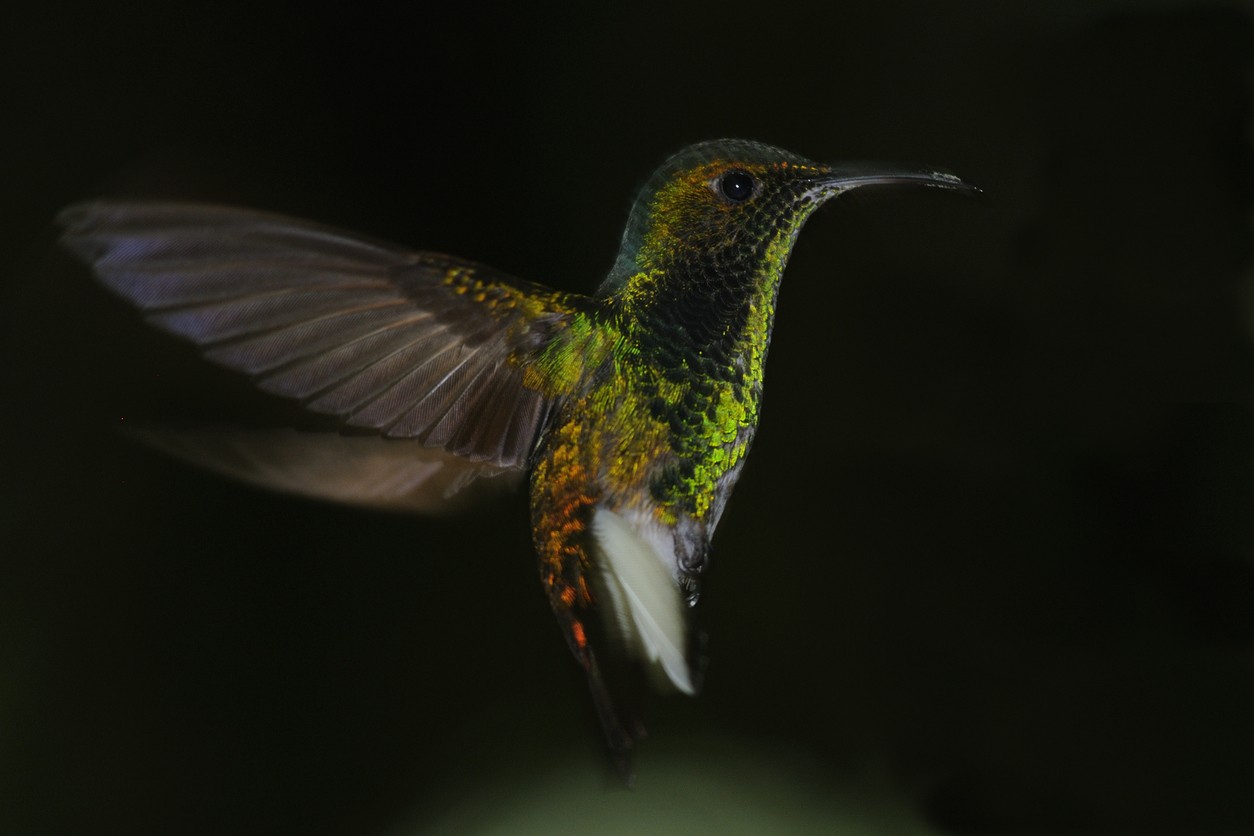 Beija-flor-de-dragonas (Eupherusa eximia)