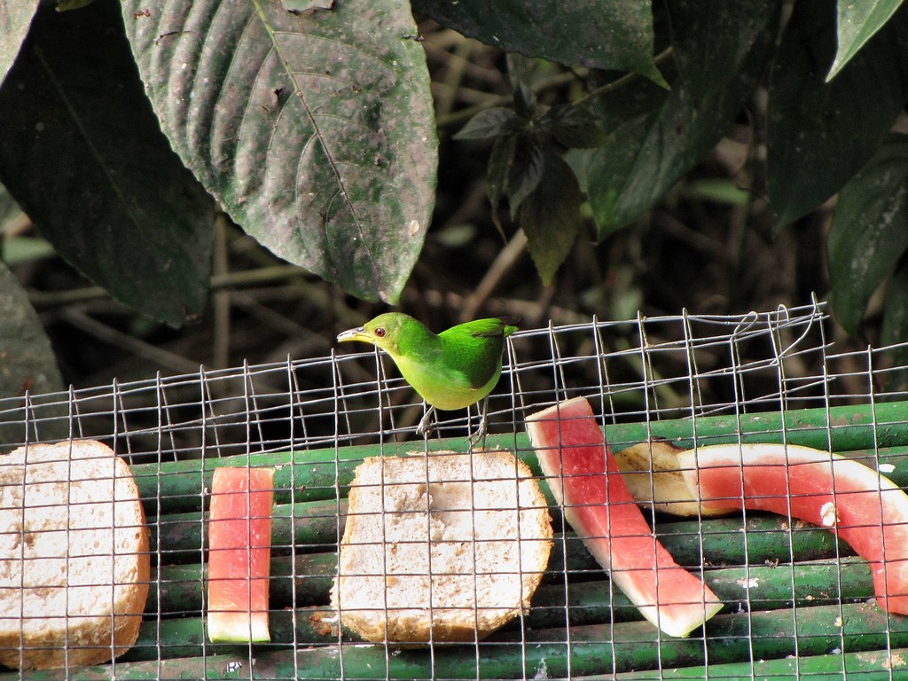 Kappennaschvogel (Chlorophanes spiza)