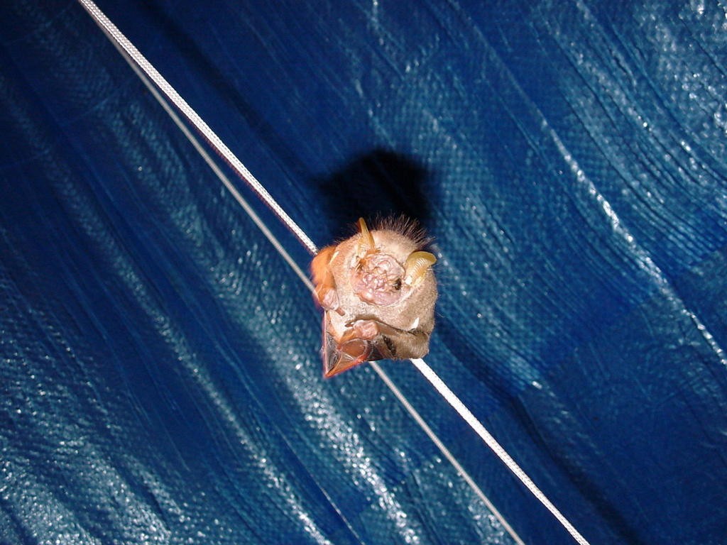 Murciélago de cara arrugada (Centurio senex)