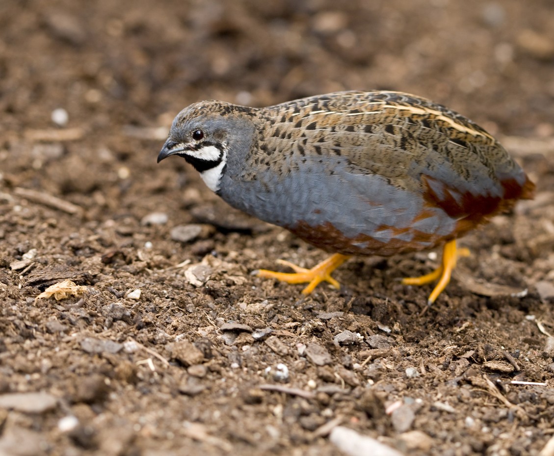Typical Old World Quails (Coturnix)