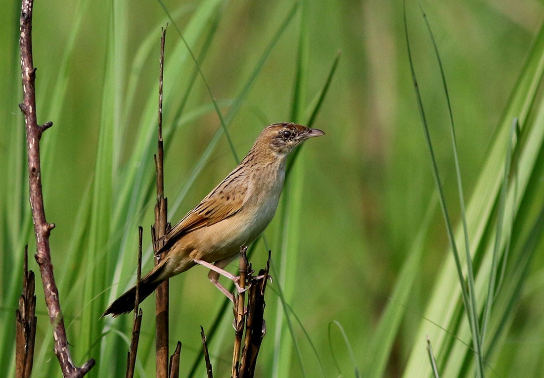 Chaetornis (Chaetornis)