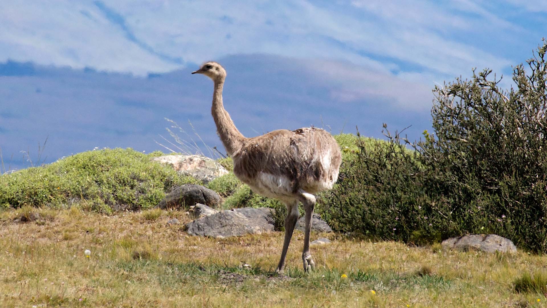 Darwinnandu (Rhea pennata)