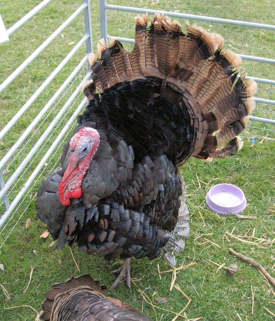Norfolk Black Turkey (Meleagris gallopavo domesticus 'Norfolk Black')