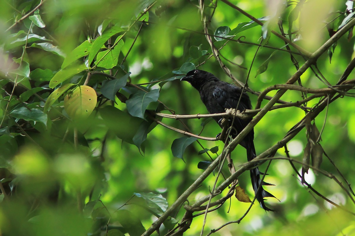 キリオオナガ (Temnurus temnurus)