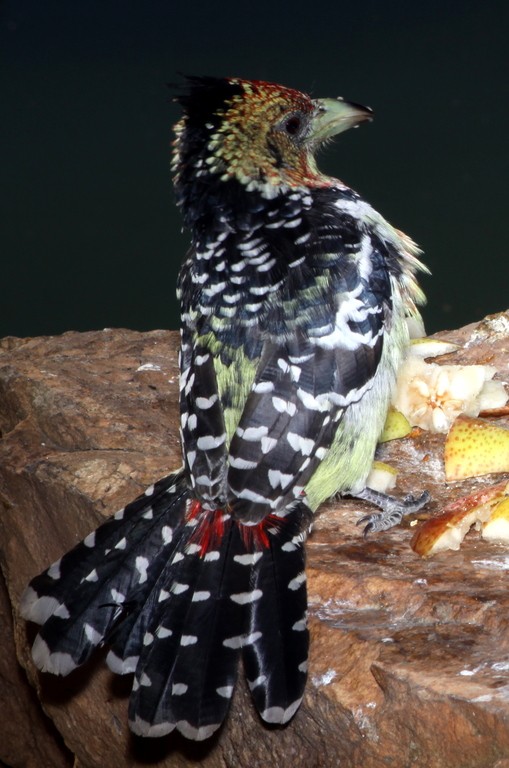 Terrestrial and Yellow-billed Barbets (Trachyphonus)
