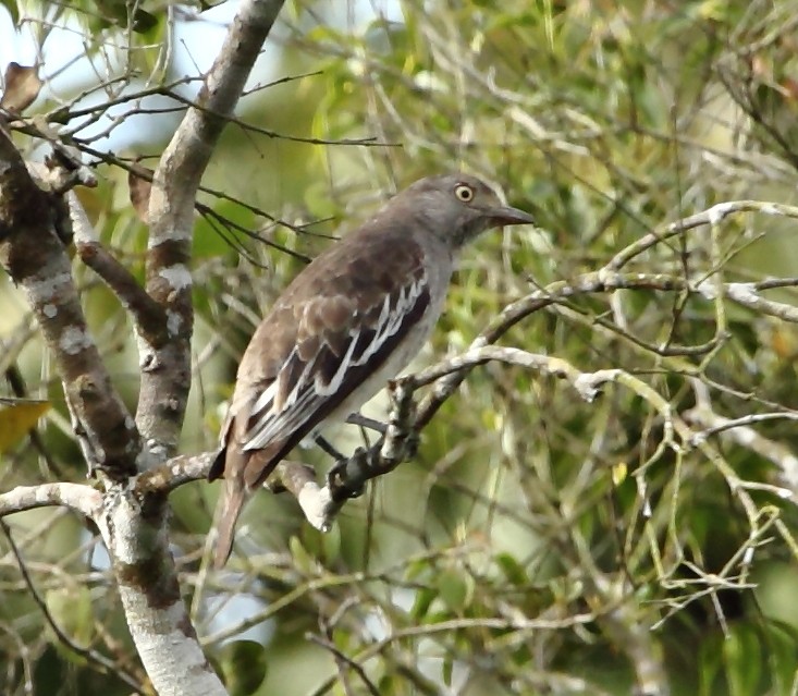 卷尾傘鳥 (Xipholena punicea)