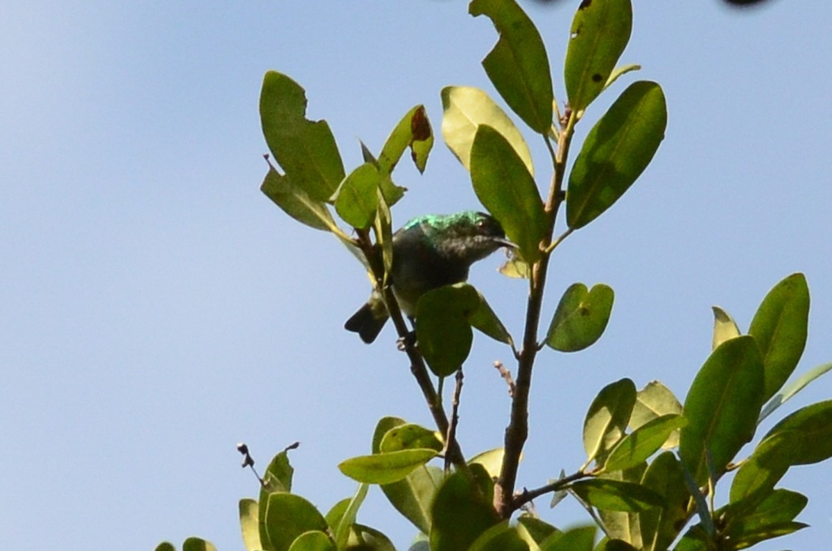 Banded green sunbird